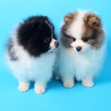 Spitz köpekleri