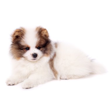 Spitz köpek yavrusu