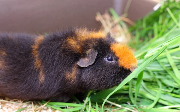 Schattig bruin cavy — Stockfoto