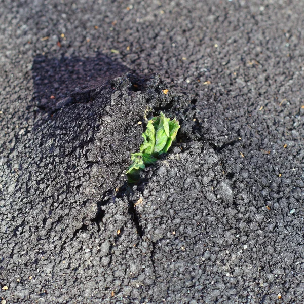 Brote que crece a través del asfalto —  Fotos de Stock