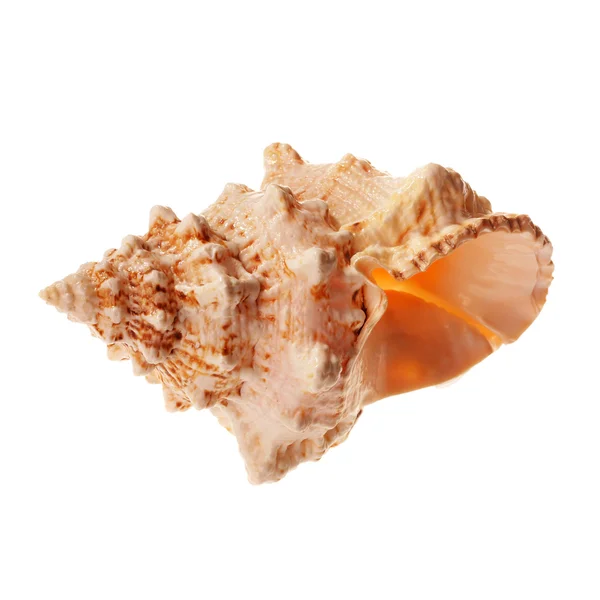 大橙色贝壳 — 图库照片