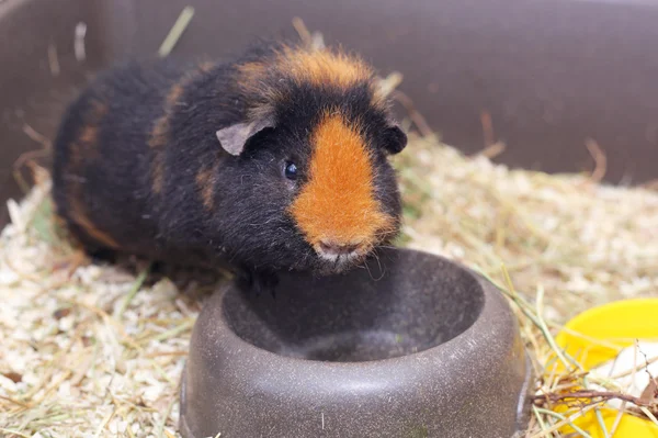 Fofinho pequeno cavy — Fotografia de Stock