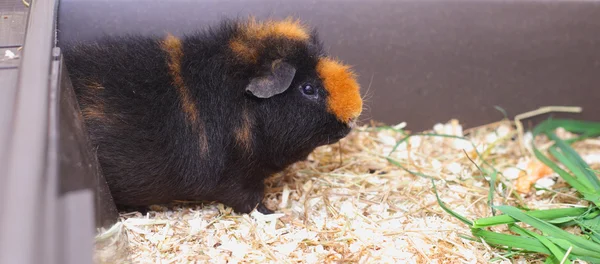 Fofinho pequeno cavy — Fotografia de Stock