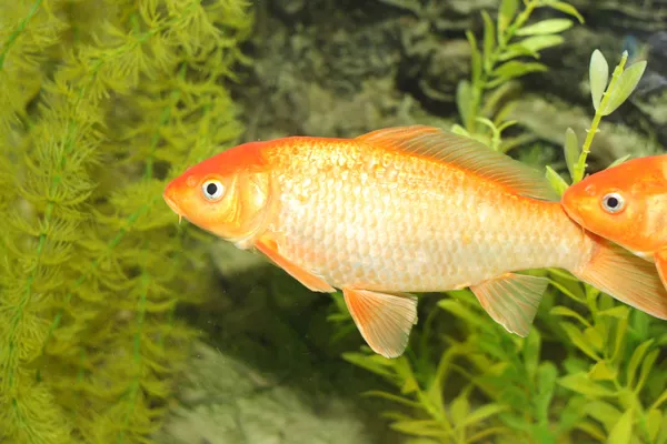 Golden fishes in the aquarium — Stock Photo, Image