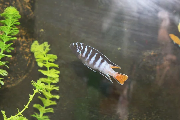 Pesce nero e blu — Foto Stock