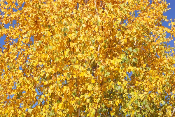 Achtergrond van de berk gouden bladeren — Stockfoto