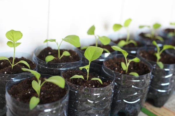 Aubergine spring sprouts — Stock Photo, Image