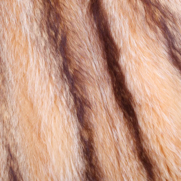 Racoon coat — Stock Photo, Image