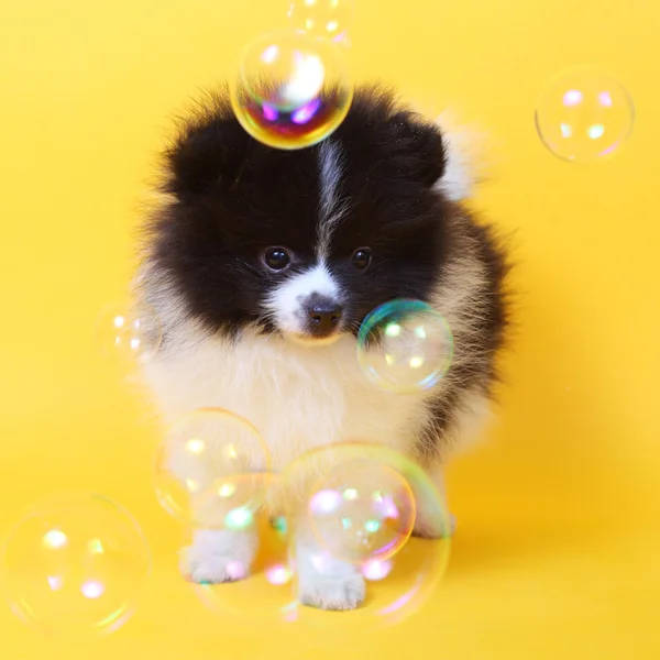 Spitz and bubbles — Stock Photo, Image