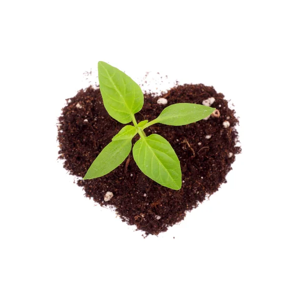 Sweet pepper sprouts — Stock Photo, Image