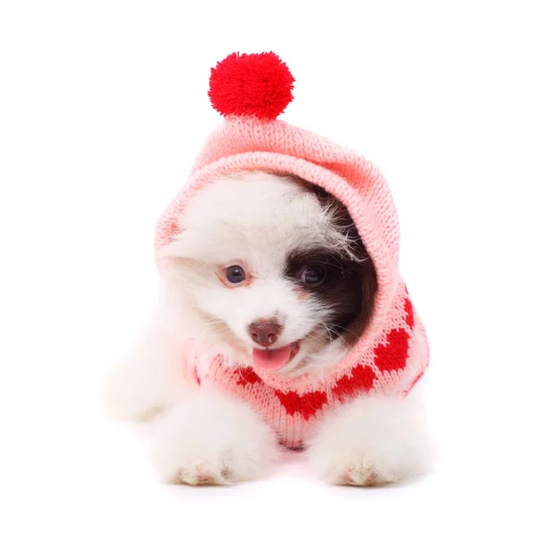 Spitz puppy wearing the warm jacket — Stock Photo, Image