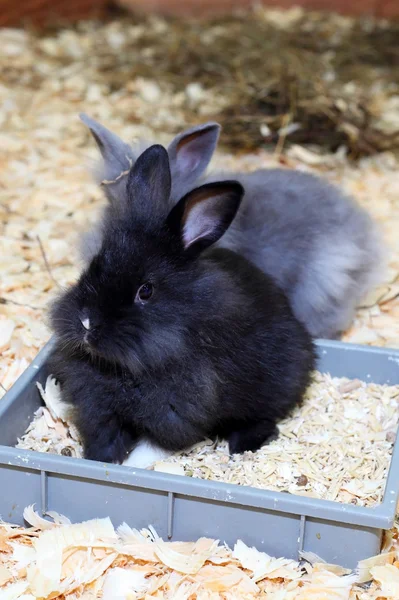 Twee kleine konijnen — Stockfoto