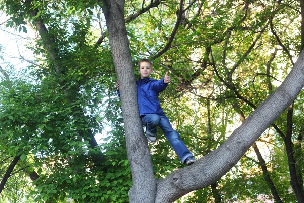 Smiling little boy climbing tree — Stock Photo, Image