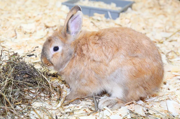 Little rabbit — Stock Photo, Image