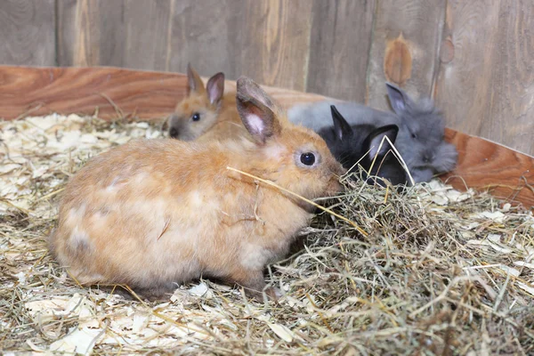 Pequeños conejos — Foto de Stock