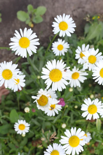 Bug on the camomile flower — Stock Photo, Image