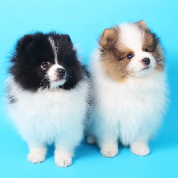 Spitz puppies — Stock Photo, Image