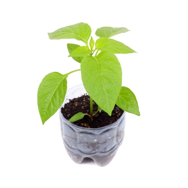 Sweet pepper sprouts — Stock Photo, Image