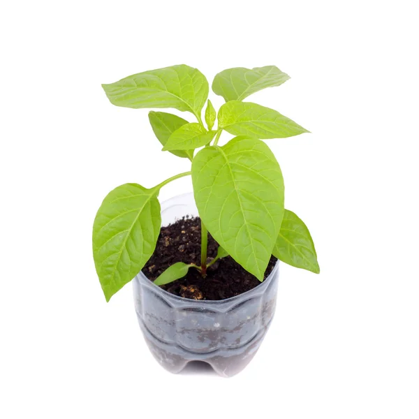 Sweet pepper sprouts — Stock Photo, Image