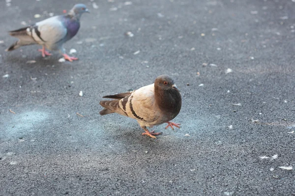 Parkta yürüyüş güvercinler — Stok fotoğraf