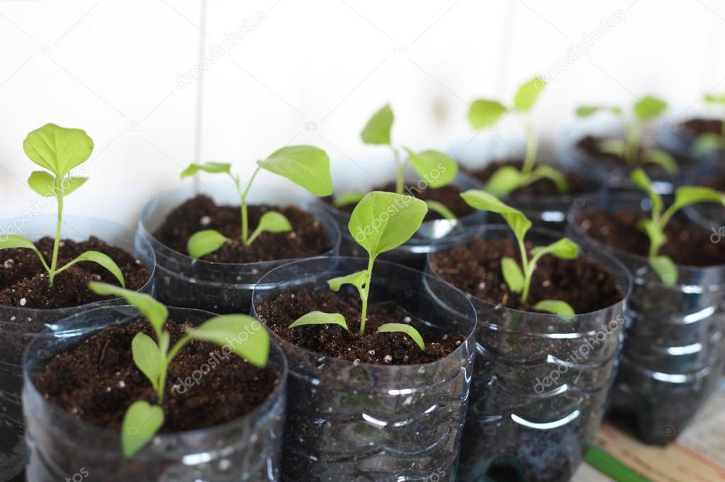 Aubergine spring sprouts