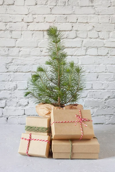 Mini Planta Año Nuevo Árbol Navidad Con Cajas Regalo —  Fotos de Stock