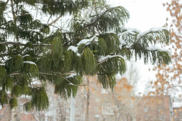 Ramos Abeto Inverno Com Neve — Fotografia de Stock