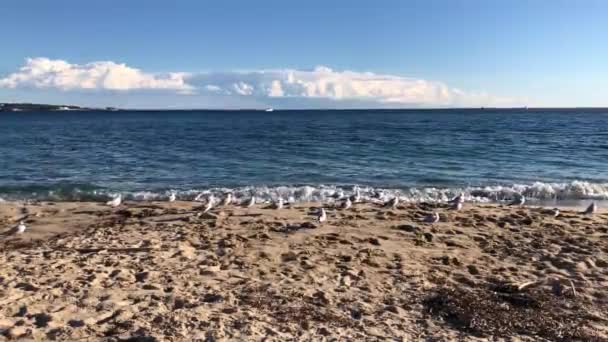 Gaivotas apreciando o mar em uma praia — Vídeo de Stock