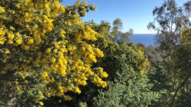 Mavi Akdeniz arka planında sarı çiçekli mimoza ağaçları