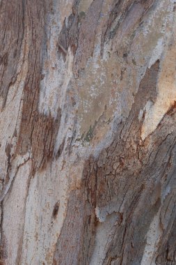 Doğal kahverengi ağaç gövdesi. Yakın plan.
