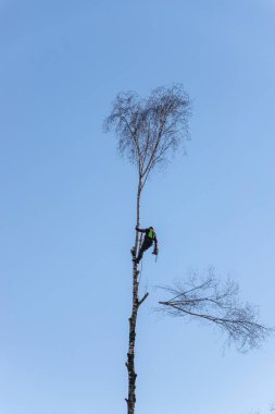 Ağaç kesicisi baharda bir huş ağacında