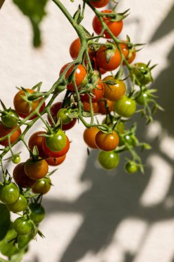 Ağaçta kiraz domatesleri