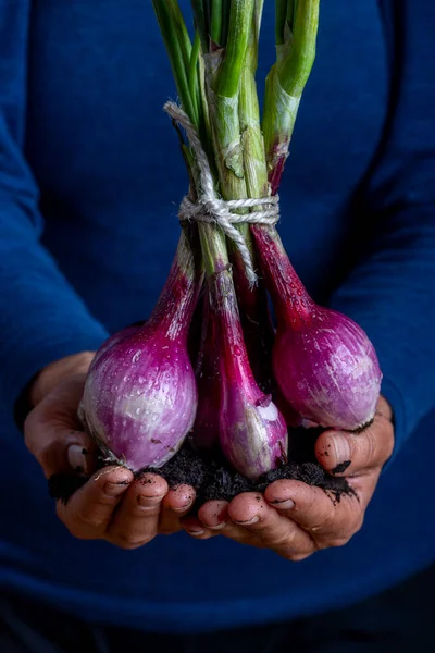 Woman Holding Bunch Onions — Stock Photo, Image