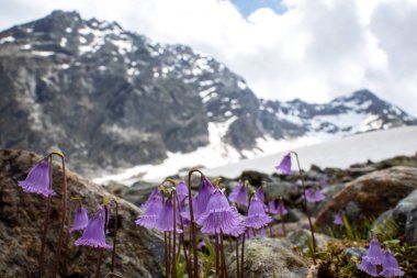 Avustralya Alplerinde soldanella çiçeği