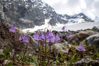 Avustralya Alplerinde soldanella çiçeği