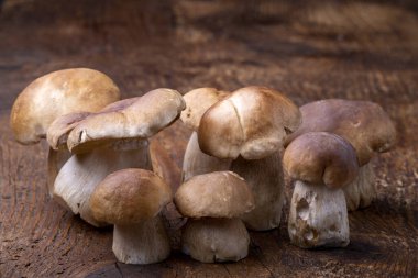 Kırsal ağaçta boletus mantarları 