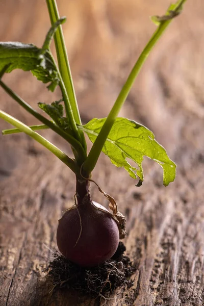 Close Van Een Enkele Radijs Hout — Stockfoto