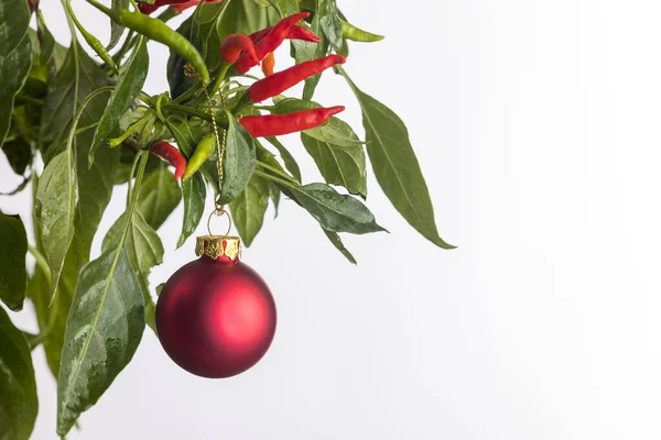 Christbaumkugel Auf Einem Chili Baum — Stockfoto