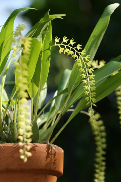 Tropische Blume — Stockfoto