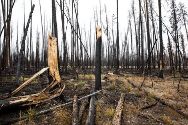 Idaho 'da yangından yanmış ağaçların manzarası