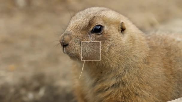 Groundhog assistindo o que está acontecendo ao seu redor — Vídeo de Stock