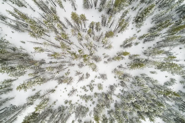 Träd som täcks av snö under vintern — Stockfoto