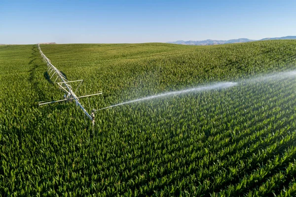 Aerial Photo Showing Corn Getting Watered Sprinkler — Stockfoto