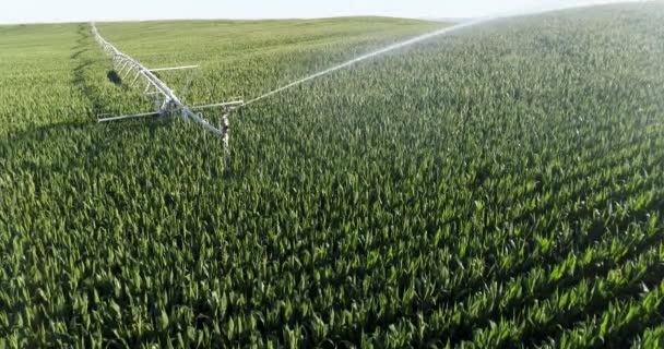 洒水者在田里浇灌玉米 — 图库视频影像