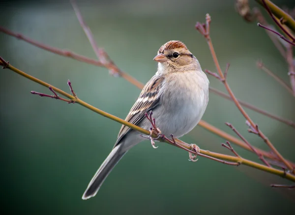 Chipping Sparrow Rechtenvrije Stockfoto's