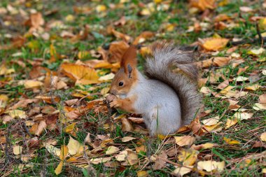 bir somun ile sincap