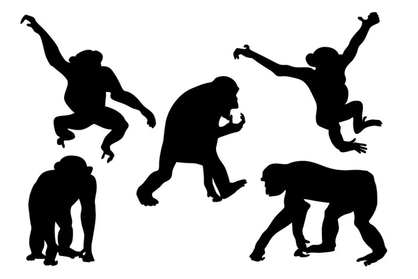 Maymunlar siluetleri topluluğu — Stok Vektör