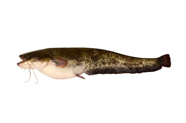 ปลา — ภาพถ่ายสต็อก