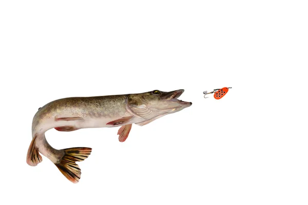 Fish — Stock Photo, Image