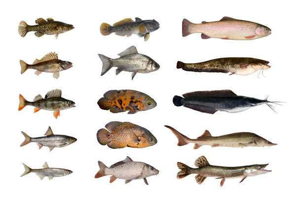 Fish — Stock Image Fish Stock Photo